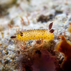 Jorunna parva