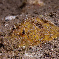 Thordisa luteola