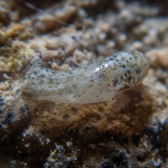 Liloa sp.3