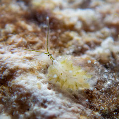 Stiliger sp.3
