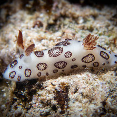 Jorunna funebris