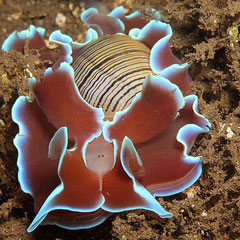 Hydatina physis