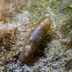 Phanerophthalmus sp.1