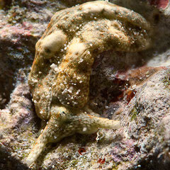 Plakobranchus ocellatus