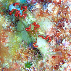Elysia sp. 7