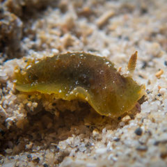 Doris viridis
