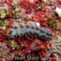 Embletonia gracilis