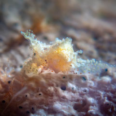 Gastropteron minutum