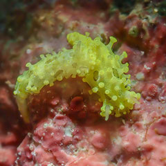 Aegires pruvotfolae
