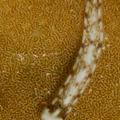 Dermatobranchus sp. 1