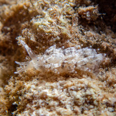Tenellia sp. 22