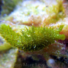 Oxynoe sp. 2