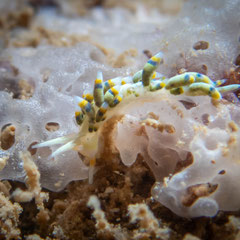 Tenellia sp. 1