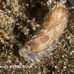 Cerberilla albopuncata