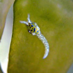 Oxynoe jacksoni