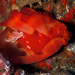 Hexabranchus sp. 2