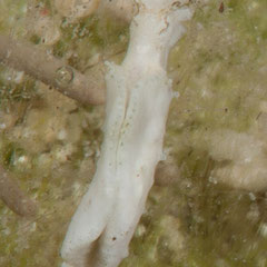 Elysia sp. 1