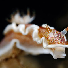 Glossodoris rufomarginata