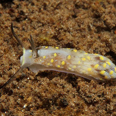 Cerberilla sp. 1