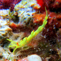 Tenellia sp. 6