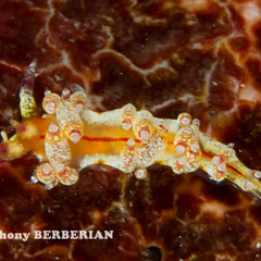 Flabellina rubrolineata
