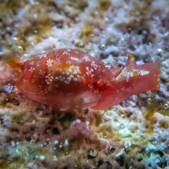 Vellicolla sp.1