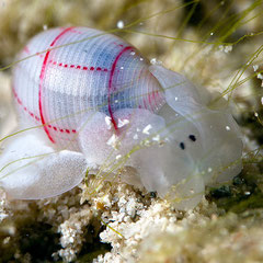 Bullina lineata
