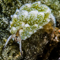 Costasiella sp. 3
