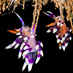 Flabellina exoptata