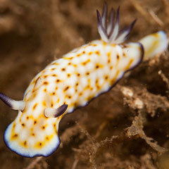 Goniobranchus sp.1