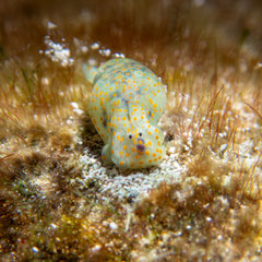 Lamprohaminoea ovalis