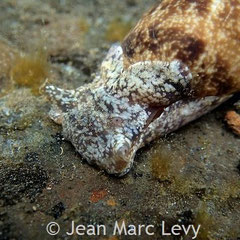 Bulla vernicosa