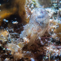 Haminoea sp.1