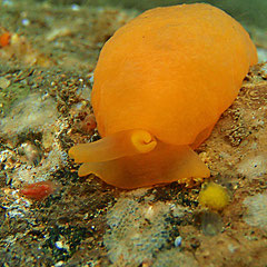 Berthellina delicata