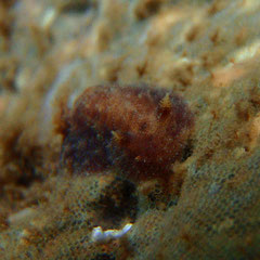 Thordisa cf tahala