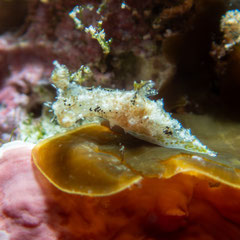 Polycera sp.1