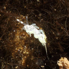 Favorinus sp.1