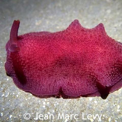 Pleurobranchus peroni