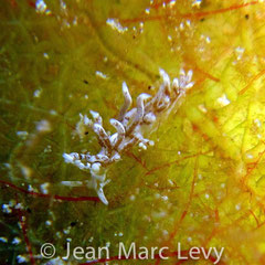 Tenellia sp.15