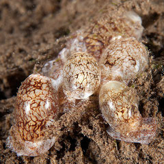 Diniatys dubius
