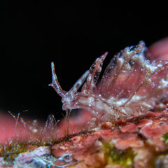 Hermaea sp.1