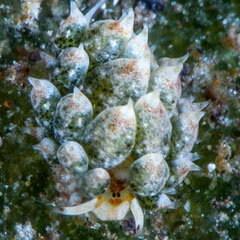 Costasiella kuroshimae