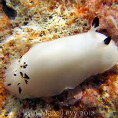Peltodoris fellowsi