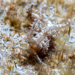 Limenandra confusa 
