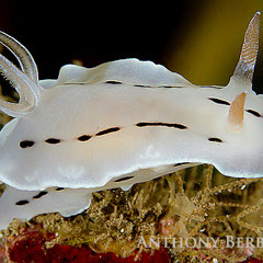 Chromodoris sp. 4
