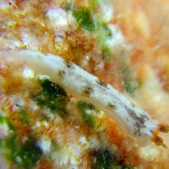 Dermatobranchus fortunatus