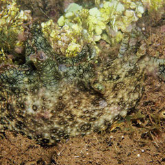 Aplysia argus