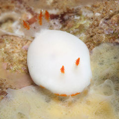 Verconia simplex