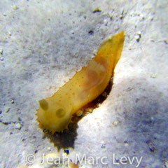 Gymnodoris cf citrina