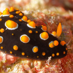 Phyllidia carlsonhoffi